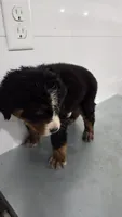 Blue , a male Bernese Mountain Dog for sale in New Paris, IN – Photo 3 of 5