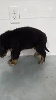 Blue , a male Bernese Mountain Dog for sale in New Paris, IN – Photo 5 of 5