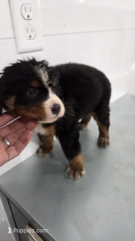 Blue  – Bernese Mountain Dog puppy for sale in New Paris, IN