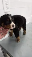Blue , a male Bernese Mountain Dog for sale in New Paris, IN – Photo 1 of 5