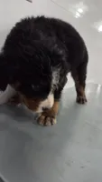 Blue , a male Bernese Mountain Dog for sale in New Paris, IN – Photo 2 of 5