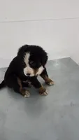 Green, a male Bernese Mountain Dog for sale in New Paris, IN – Photo 5 of 6
