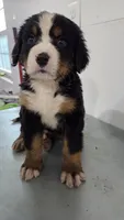 Green, a male Bernese Mountain Dog for sale in New Paris, IN – Photo 6 of 6