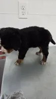 Green, a male Bernese Mountain Dog for sale in New Paris, IN – Photo 2 of 6