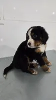 Green, a male Bernese Mountain Dog for sale in New Paris, IN – Photo 4 of 6
