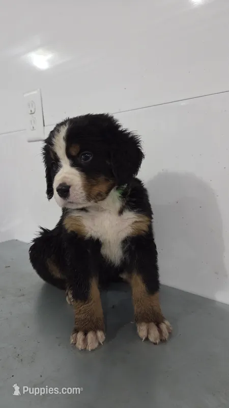Green – Bernese Mountain Dog puppy on hold in New Paris, IN