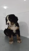 Green, a male Bernese Mountain Dog for sale in New Paris, IN – Photo 1 of 6