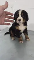 Green, a male Bernese Mountain Dog for sale in New Paris, IN – Photo 3 of 6