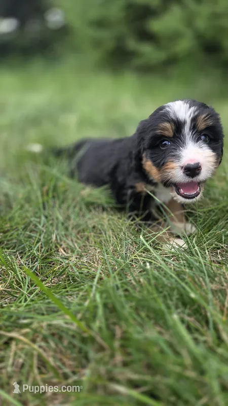 Silver – Bernese Mountain Dog, Poodle - Miniature  puppy for sale in New Paris, IN