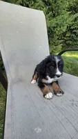 Purple , a female Bernese Mountain Dog and Poodle - Miniature  for sale in New Paris, IN – 5 of 7