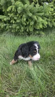 Orange , a male Bernese Mountain Dog and Poodle - Miniature  for sale in New Paris, IN – 10 of 10