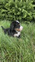 Orange , a male Bernese Mountain Dog and Poodle - Miniature  for sale in New Paris, IN – 6 of 10