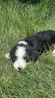 Blue , a male Bernese Mountain Dog and Poodle - Miniature  for sale in New Paris, IN – 6 of 7
