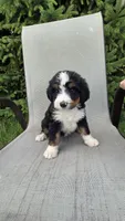 Red, a male Bernese Mountain Dog and Poodle - Miniature  for sale in New Paris, IN – 2 of 5