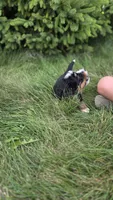 Silver, a female Bernese Mountain Dog and Poodle - Miniature  for sale in New Paris, IN – 8 of 9
