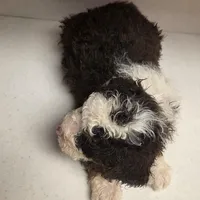 Oreo, a female Bernedoodle for sale in New Paris, IN – Photo 8 of 8