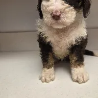 Oreo, a female Bernedoodle for sale in New Paris, IN – Photo 6 of 8