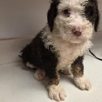 Oreo, a female Bernedoodle for sale in New Paris, IN – Photo 4 of 8