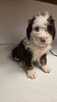 Oreo, a female Bernedoodle for sale in New Paris, IN – Photo 4 of 8