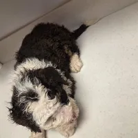 Oreo, a female Bernedoodle for sale in New Paris, IN – Photo 7 of 8