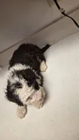 Oreo, a female Bernedoodle for sale in New Paris, IN – Photo 7 of 8