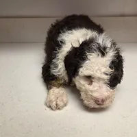 Oreo, a female Bernedoodle for sale in New Paris, IN – Photo 5 of 8