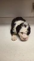 Oreo, a female Bernedoodle for sale in New Paris, IN – Photo 5 of 8