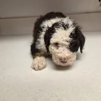Oreo, a female Bernedoodle for sale in New Paris, IN – Photo 2 of 8