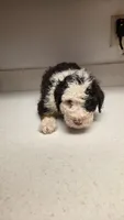 Oreo, a female Bernedoodle for sale in New Paris, IN – Photo 2 of 8