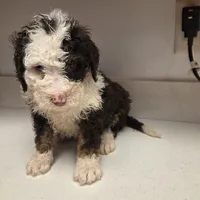 Oreo, a female Bernedoodle for sale in New Paris, IN – Photo 3 of 8