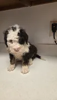 Oreo, a female Bernedoodle for sale in New Paris, IN – Photo 3 of 8