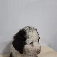 Oreo, a female Bernedoodle for sale in New Paris, IN – Photo 1 of 8
