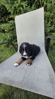 Purple , a female Bernese Mountain Dog and Poodle - Miniature  for sale in New Paris, IN – 6 of 7