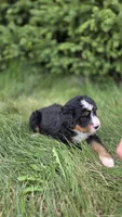 Silver, a female Bernese Mountain Dog and Poodle - Miniature  for sale in New Paris, IN – 4 of 9