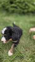 Silver, a female Bernese Mountain Dog and Poodle - Miniature  for sale in New Paris, IN – 2 of 9