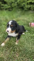 Silver, a female Bernese Mountain Dog and Poodle - Miniature  for sale in New Paris, IN – 3 of 9