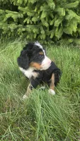 Orange , a male Bernese Mountain Dog and Poodle - Miniature  for sale in New Paris, IN – 8 of 10