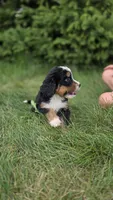 Silver, a female Bernese Mountain Dog and Poodle - Miniature  for sale in New Paris, IN – 6 of 9