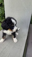 Red, a male Bernese Mountain Dog and Poodle - Miniature  for sale in New Paris, IN – 3 of 5