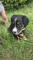 Light green, a female Bernese Mountain Dog and Poodle - Miniature  for sale in New Paris, IN – 2 of 3