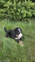Orange , a male Bernese Mountain Dog and Poodle - Miniature  for sale in New Paris, IN – 7 of 10