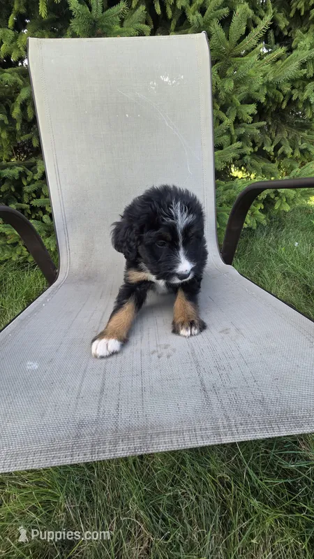 Purple  – Bernese Mountain Dog, Poodle - Miniature  puppy for sale in New Paris, IN