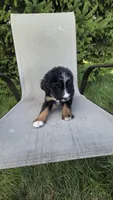 Purple , a female Bernese Mountain Dog and Poodle - Miniature  for sale in New Paris, IN – 1 of 7