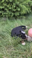 Silver, a female Bernese Mountain Dog and Poodle - Miniature  for sale in New Paris, IN – 9 of 9