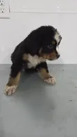 Purple , a male Bernese Mountain Dog for sale in New Paris, IN – Photo 1 of 6
