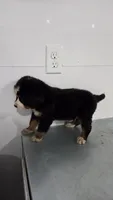 Purple , a male Bernese Mountain Dog for sale in New Paris, IN – Photo 5 of 6