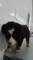 Purple , a male Bernese Mountain Dog for sale in New Paris, IN – Photo 6 of 6