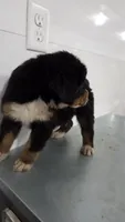 Purple , a male Bernese Mountain Dog for sale in New Paris, IN – Photo 3 of 6