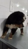 Purple , a male Bernese Mountain Dog for sale in New Paris, IN – Photo 4 of 6
