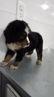 Purple , a male Bernese Mountain Dog for sale in New Paris, IN – Photo 2 of 6